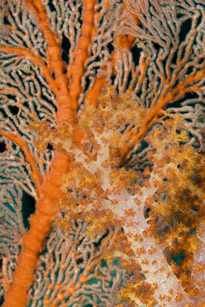 Indonesia, Papua Orange sea fan under tree coral